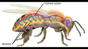 Does Brake Cleaner Kill Bees? Discover the Shocking Truth!